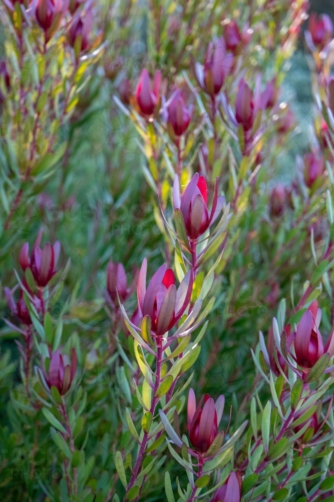 Purple leucadendron flowers - Australian Stock Image