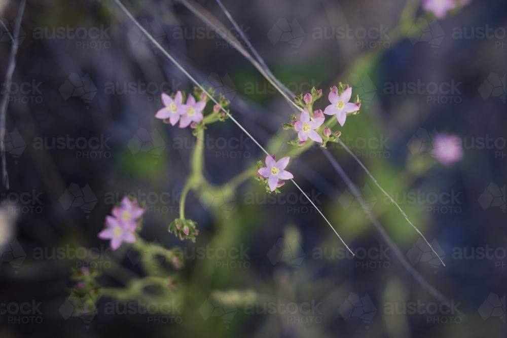 Purple native Australian flowers - Australian Stock Image