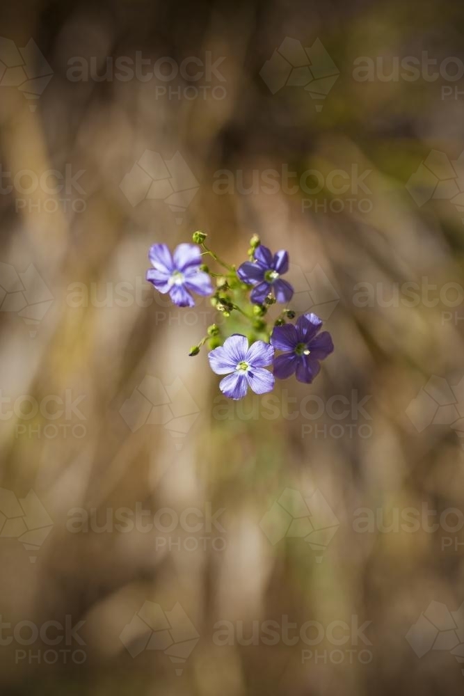 Purple native Australian flowers - Australian Stock Image