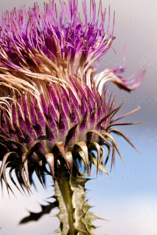 Purple scotch thistle flower - Australian Stock Image
