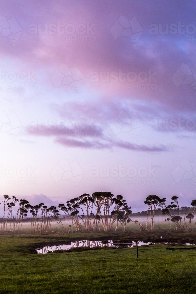 Purple sunrise and mist over a paddock on Tasmania's North West Coast - Australian Stock Image