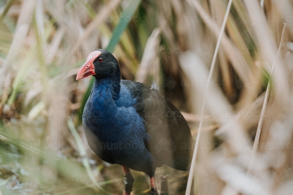Purple swamphen - Australian Stock Image
