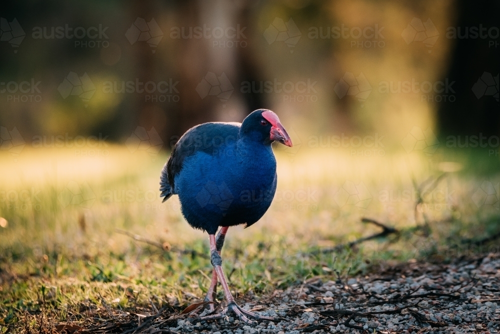 Purple Swamphen walking on the ground - Australian Stock Image