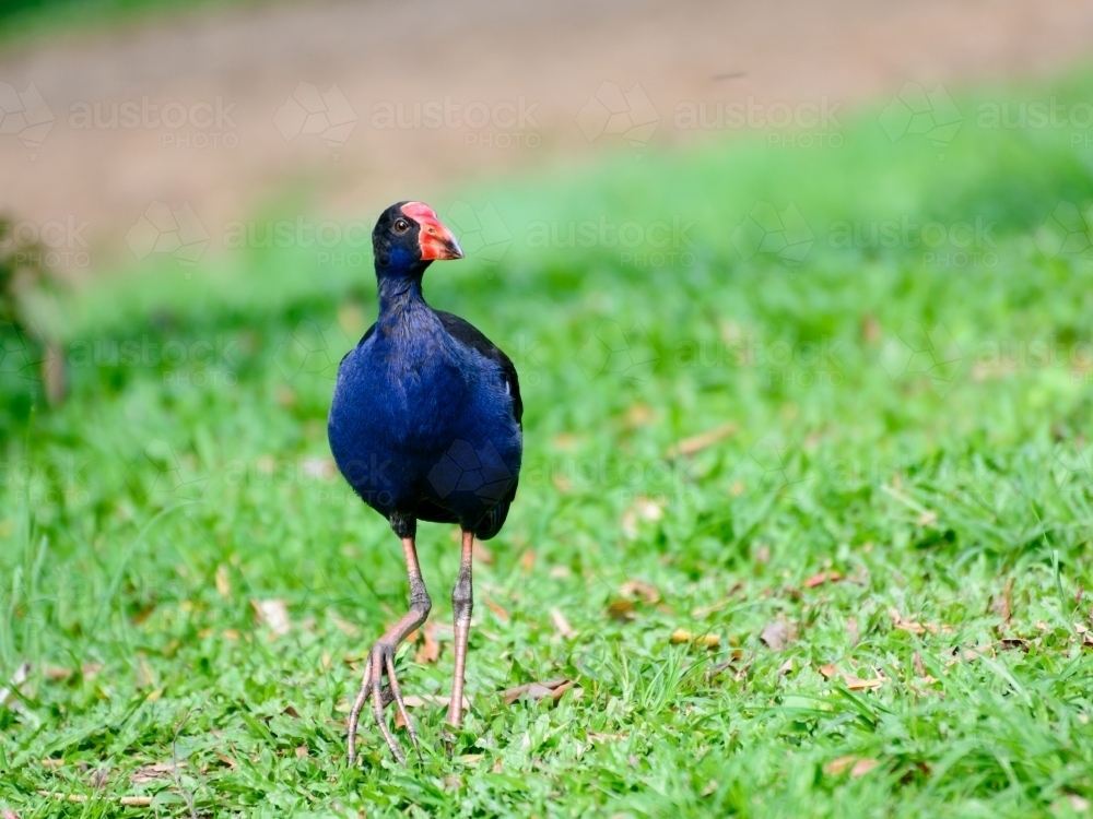 Purple Swamphen with red beak walking on green grass - Australian Stock Image