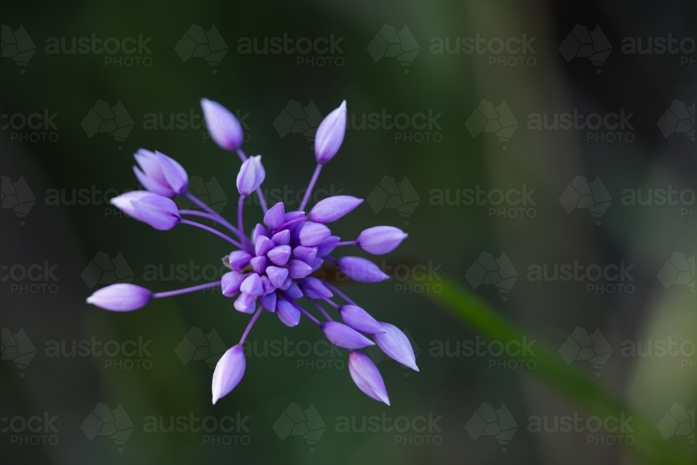 Purple tassels wildflower buds in the bush - Australian Stock Image