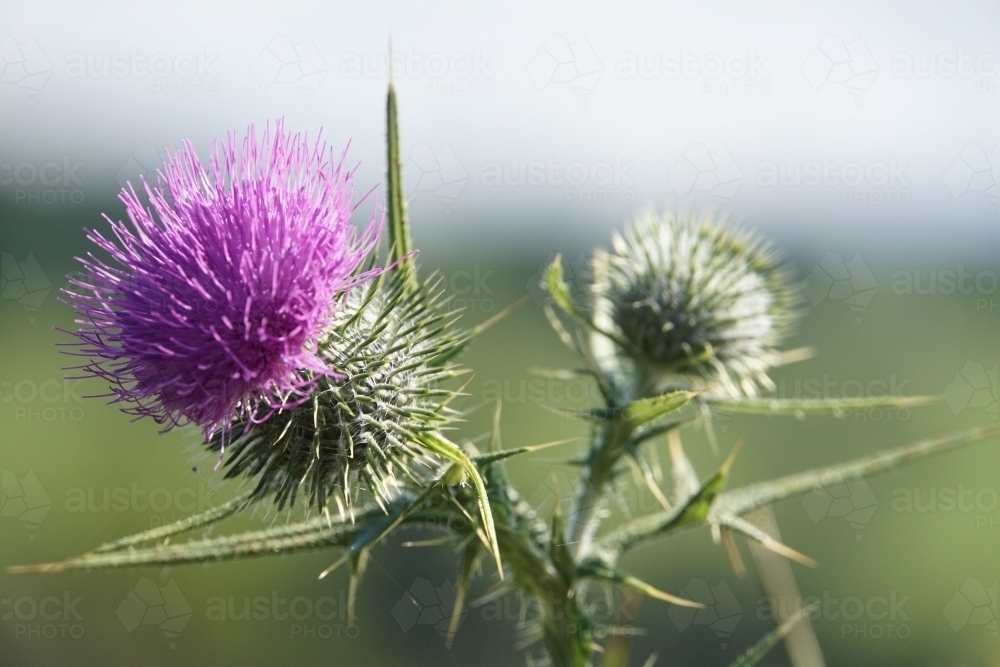 Purple thistle plant - Australian Stock Image