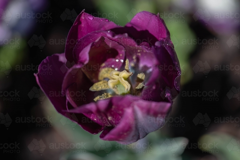 Purple tulip with yellow centre close up - Australian Stock Image