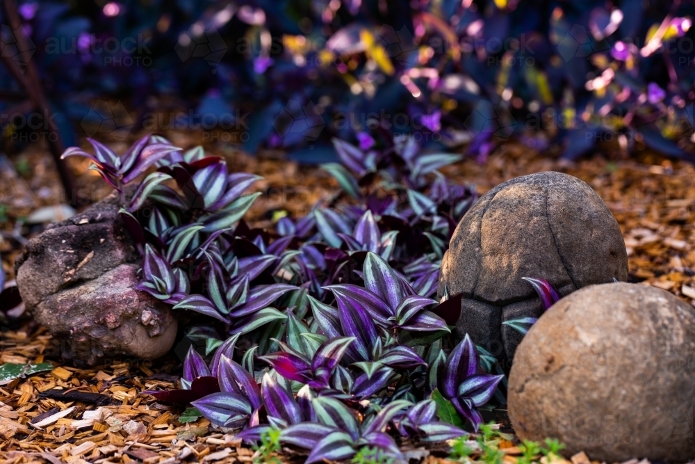Purple Wandering Jew inchplant (tradescantia zebrina bosse)  in garden beside round rocks - Australian Stock Image
