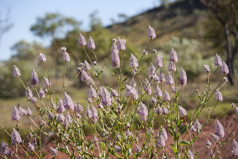 Purple wildflowers in the Pilbara region - Australian Stock Image