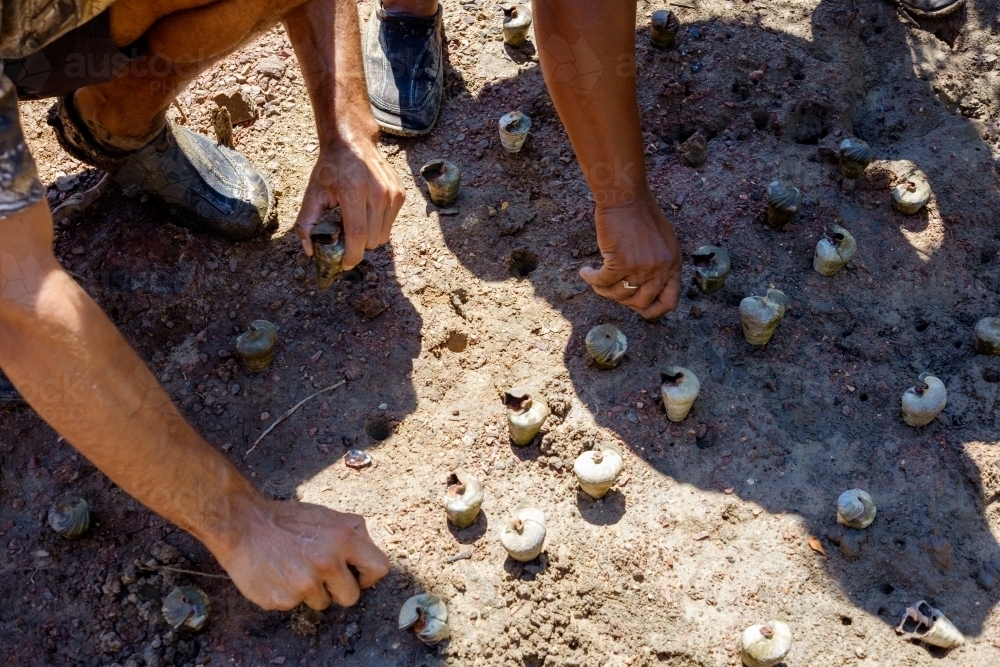 Putting mud whelks in the ground in gladstone - Australian Stock Image