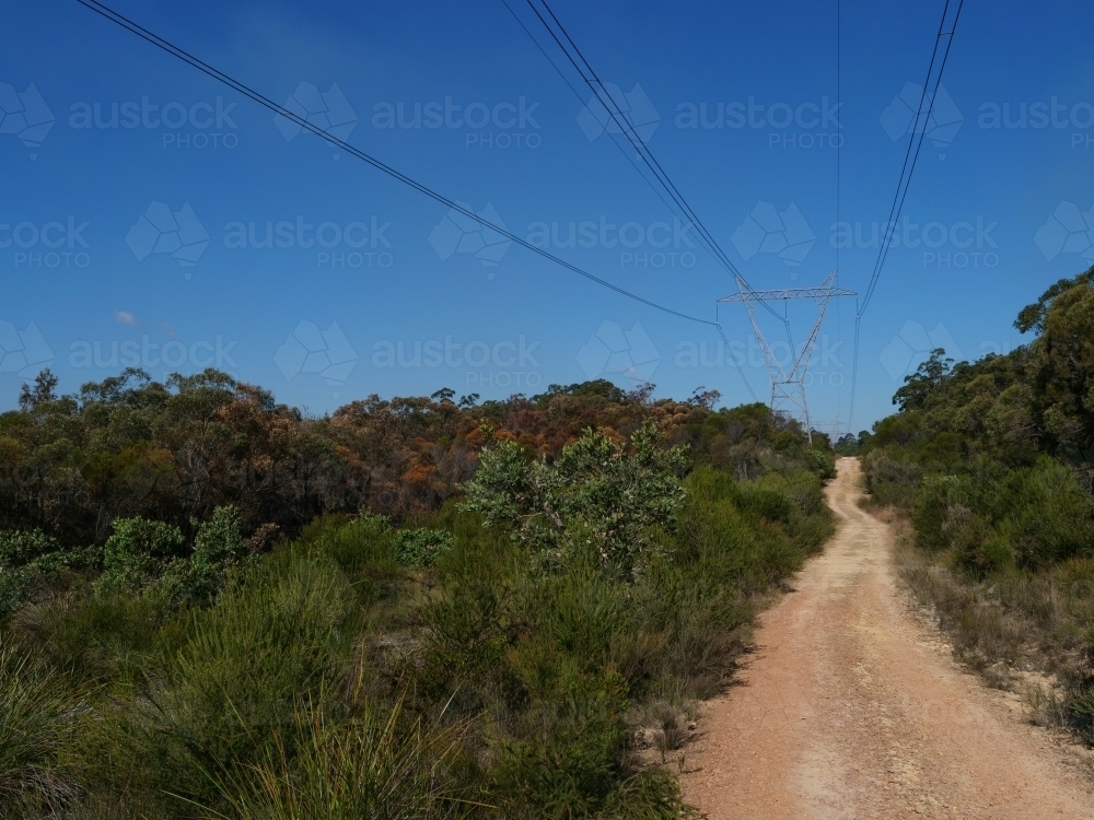 Pylons cut through sunny bushland - Australian Stock Image