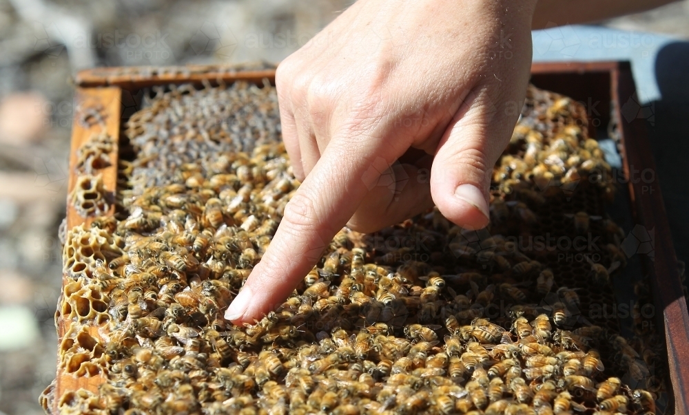queen bee in a hive - Australian Stock Image