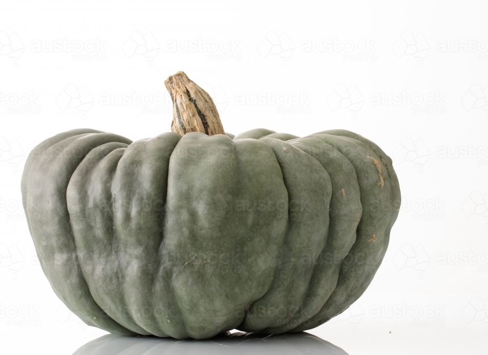 Queensland Blue whole pumpkin on white - Australian Stock Image