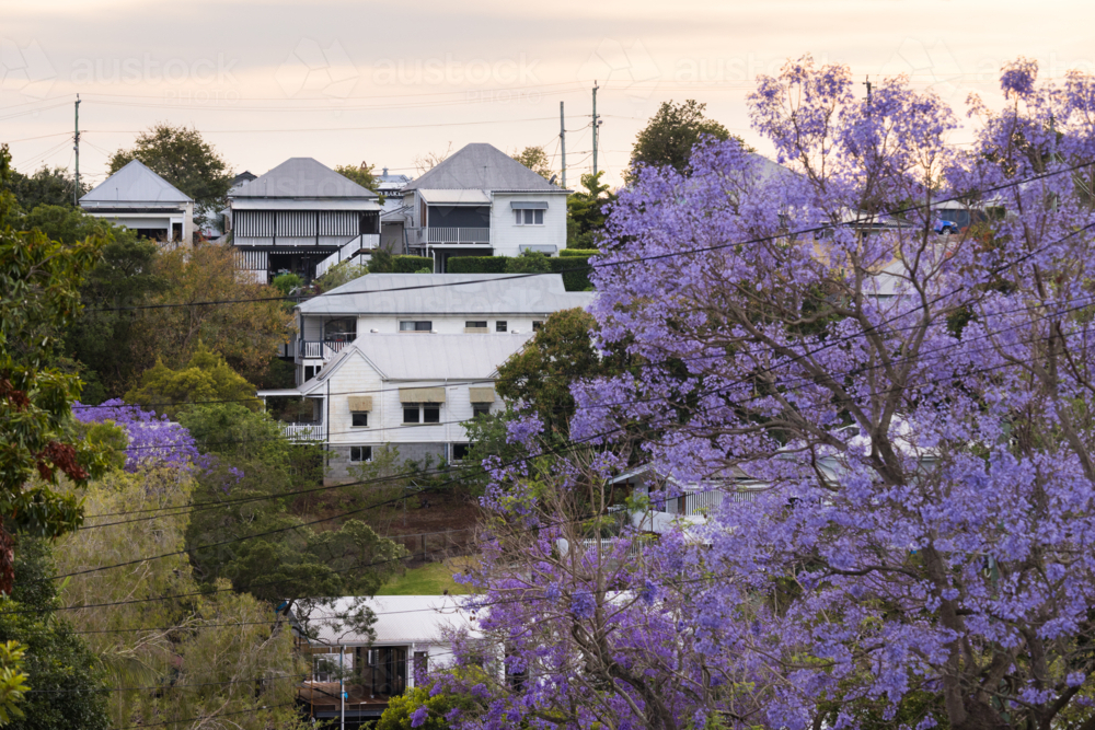 Queensland houses along a hillside suburb surrounded by street trees including a flowering jacaranda - Australian Stock Image