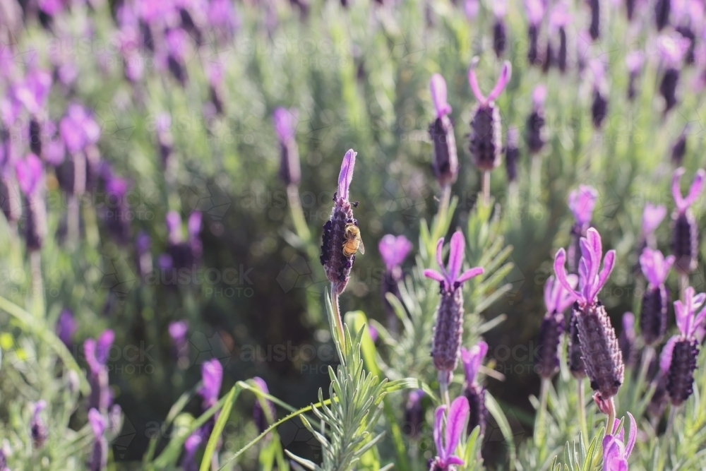 Queensland Lavender field with a bee - Australian Stock Image