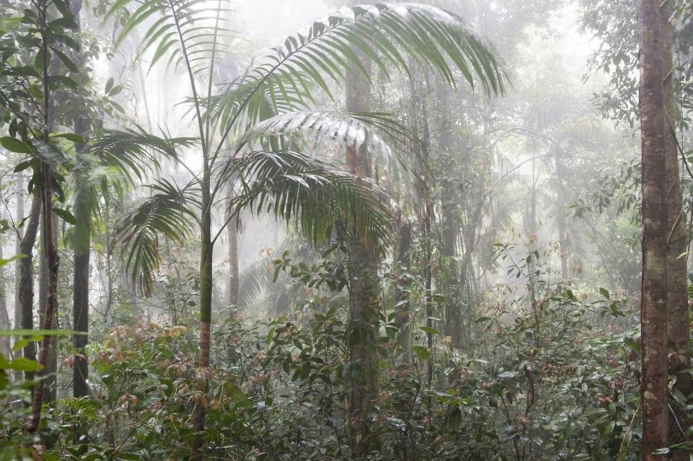 Queensland rainforest in cloud - Australian Stock Image