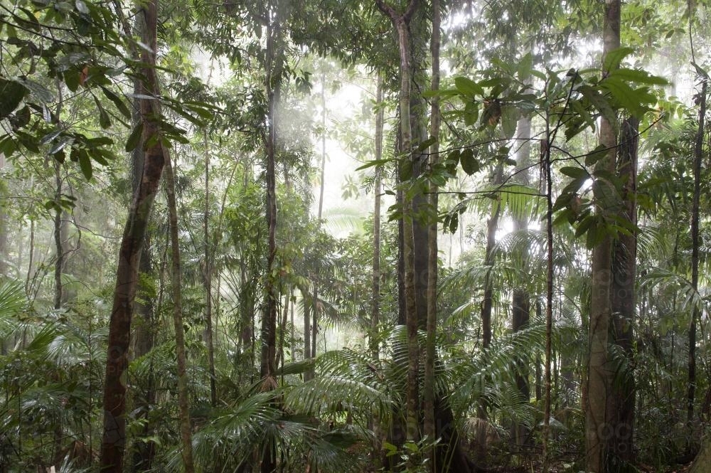 Queensland rainforest in cloud - Australian Stock Image