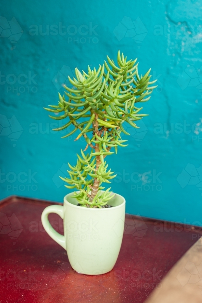 quirky succulent in a coffee cup - Australian Stock Image