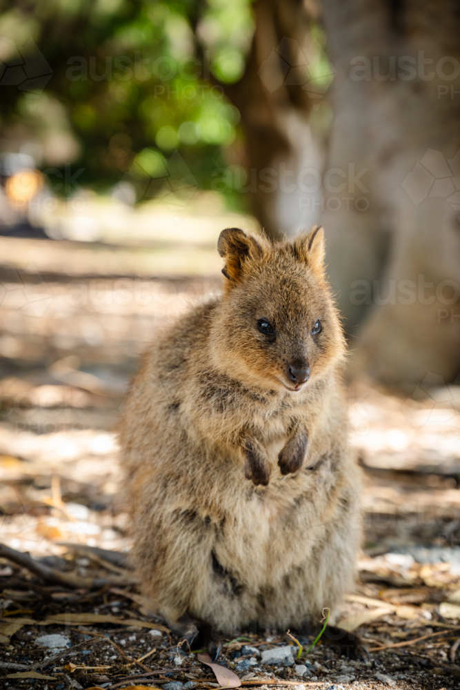 Quokka - Australian Stock Image