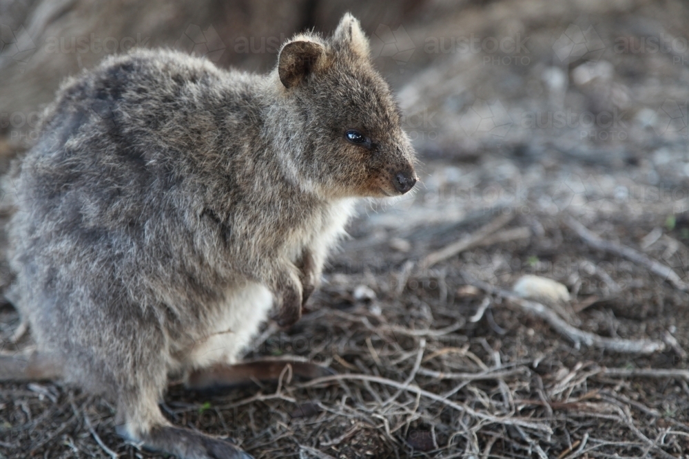 Quokka (Setonix brachyurus), a cute, small Australian kangaroo - Australian Stock Image