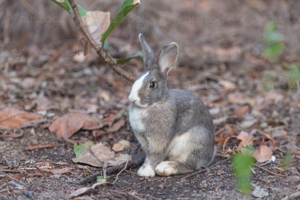 Image of Rabbit - Austockphoto