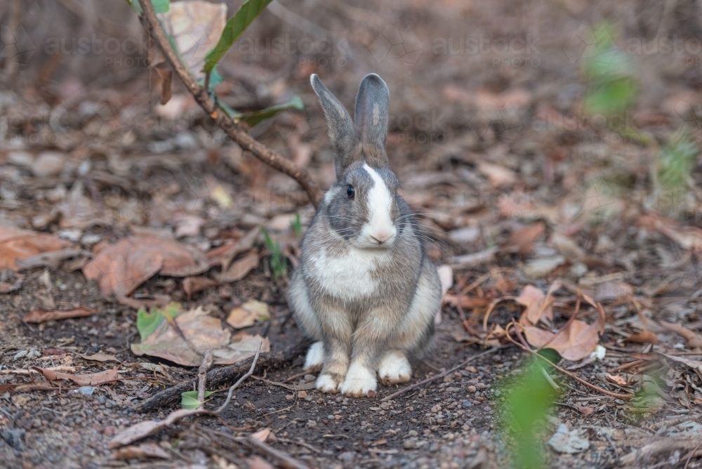 Rabbit - Australian Stock Image