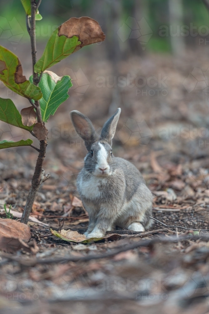 Rabbit - Australian Stock Image