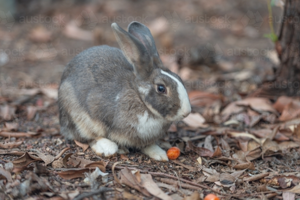 Rabbit - Australian Stock Image