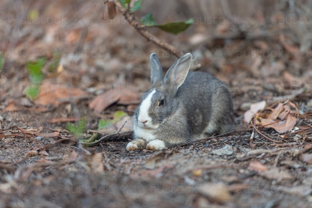 Image of Rabbit - Austockphoto