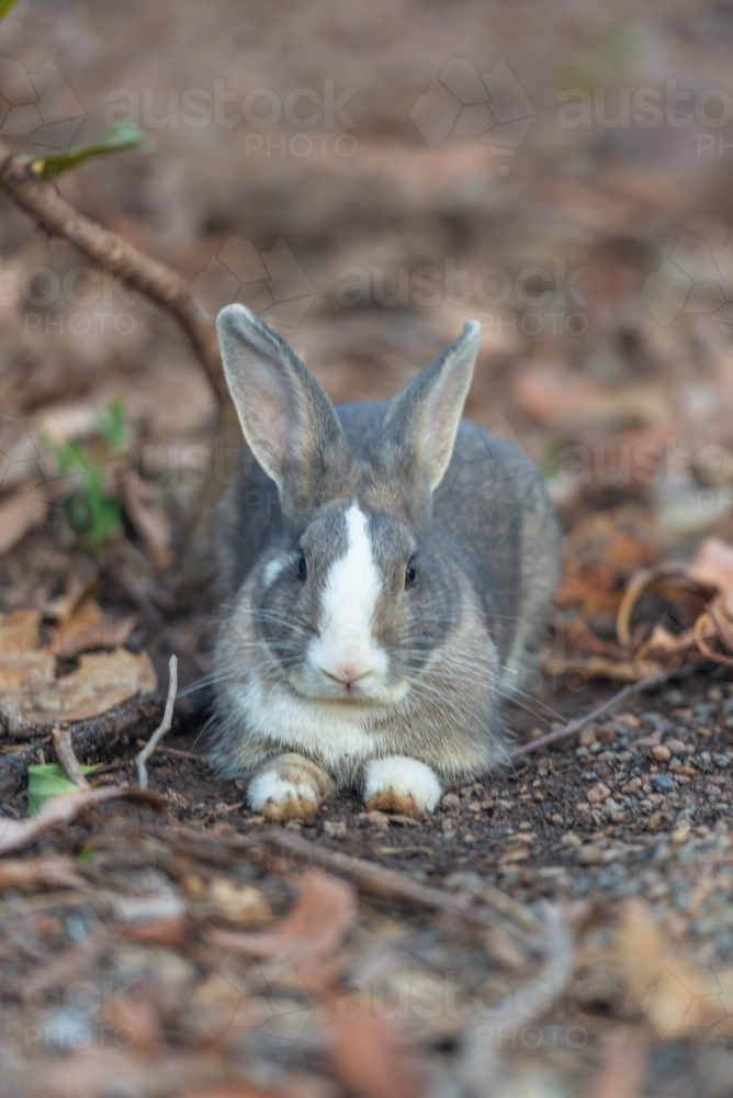 Rabbit - Australian Stock Image
