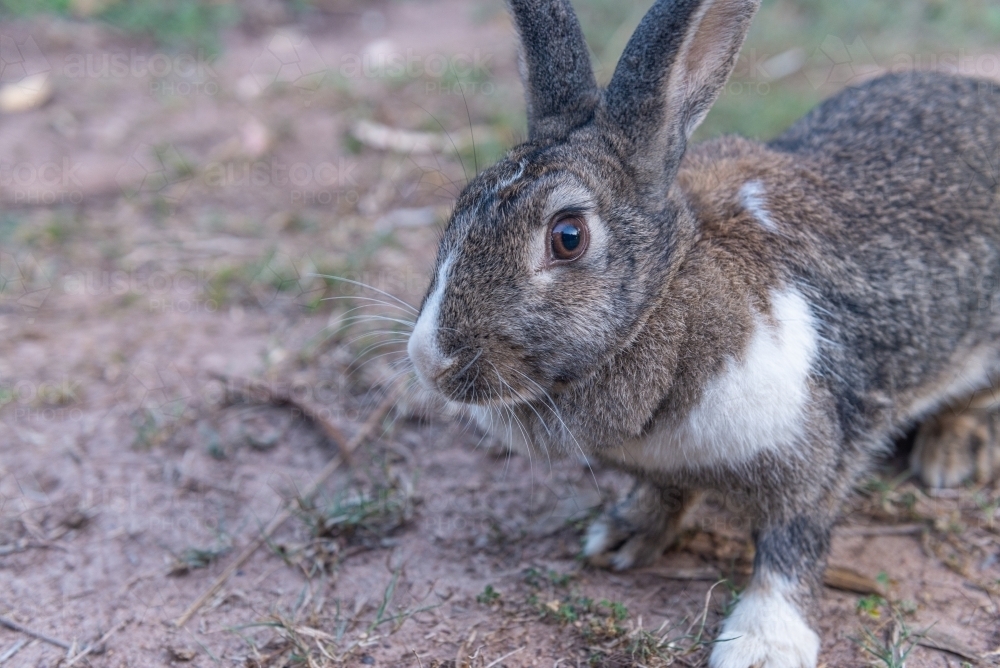 Image of Rabbit - Austockphoto