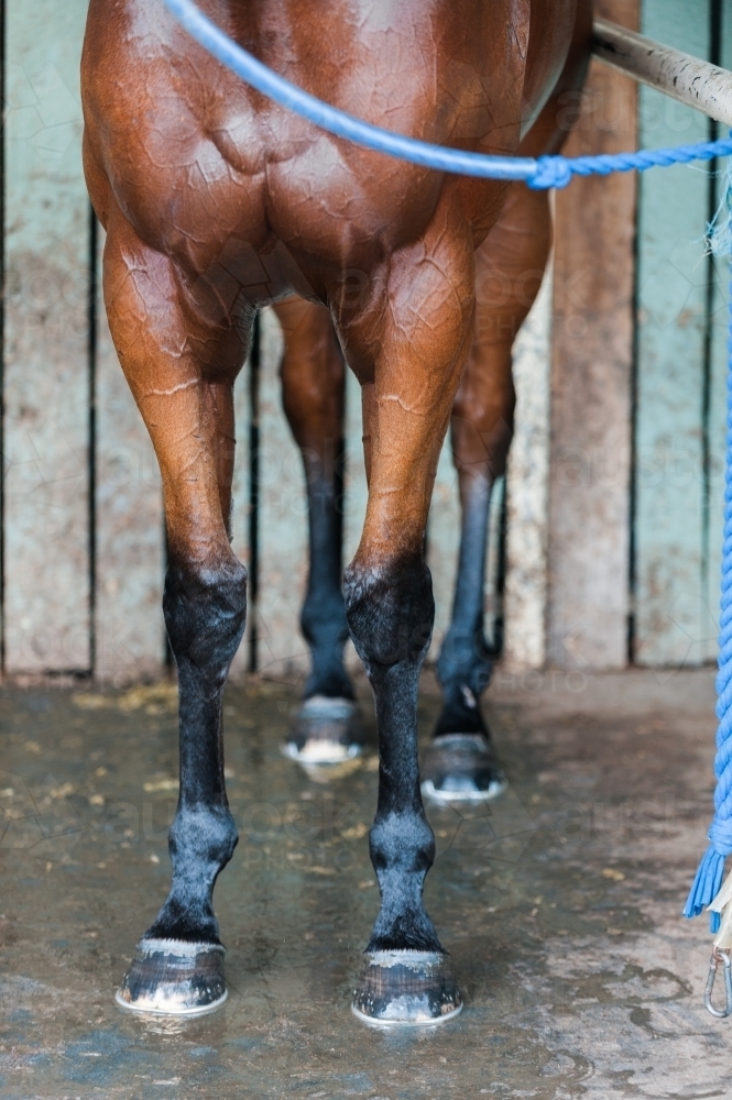 Race Horse In Stall - Australian Stock Image
