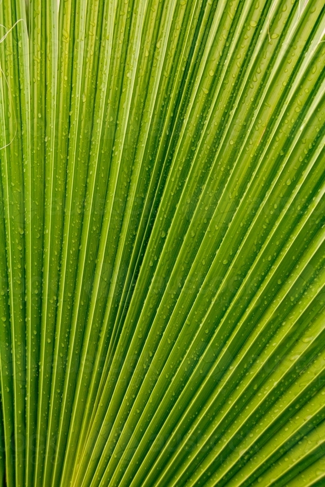 Radial lines on fan palm - Australian Stock Image
