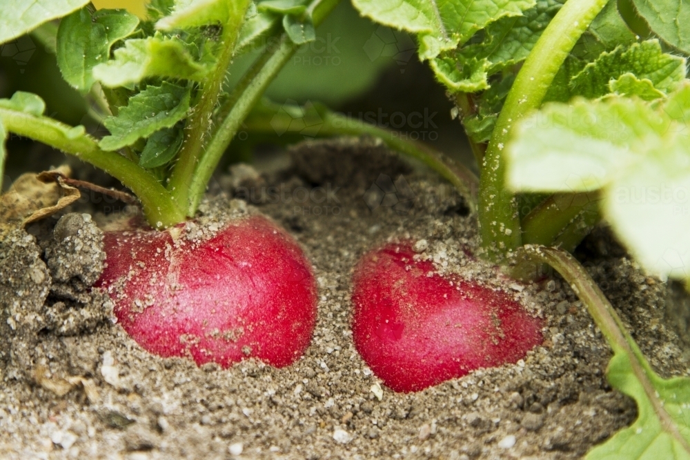 Radish in the ground ready for harvest - Australian Stock Image