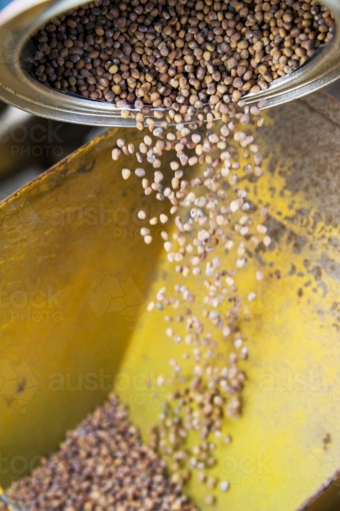 Radish seeds - Australian Stock Image