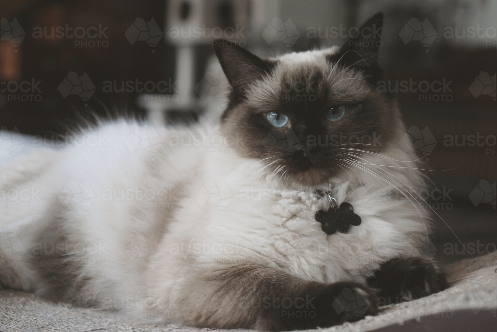Ragdoll cat lounging inside house - Australian Stock Image
