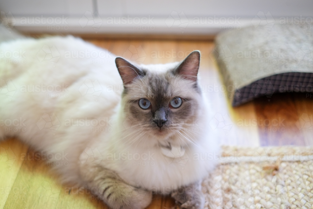 Ragdoll cat lying on floor of home - Australian Stock Image