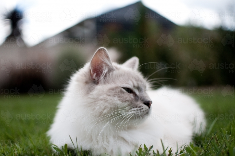 Ragdoll cat resting in the grass - Australian Stock Image