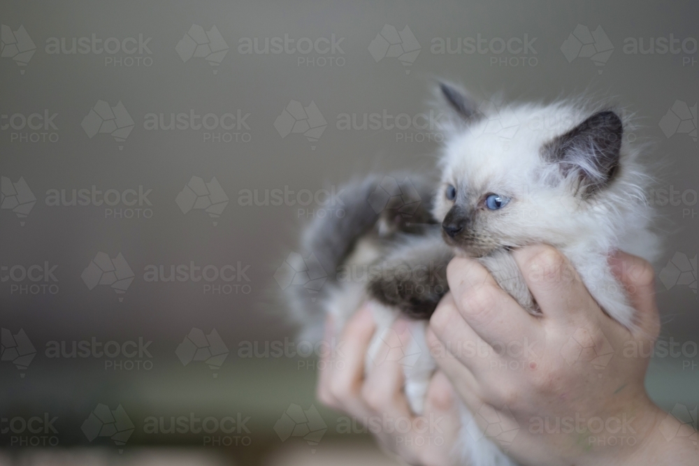 Ragdoll kitten being held - Australian Stock Image