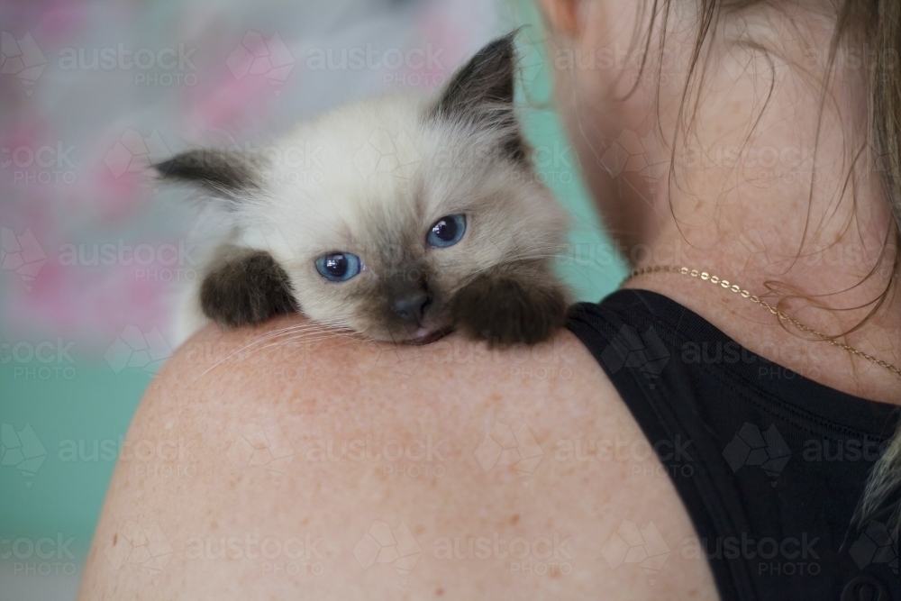 Ragdoll kitten resting on humans shoulder - Australian Stock Image
