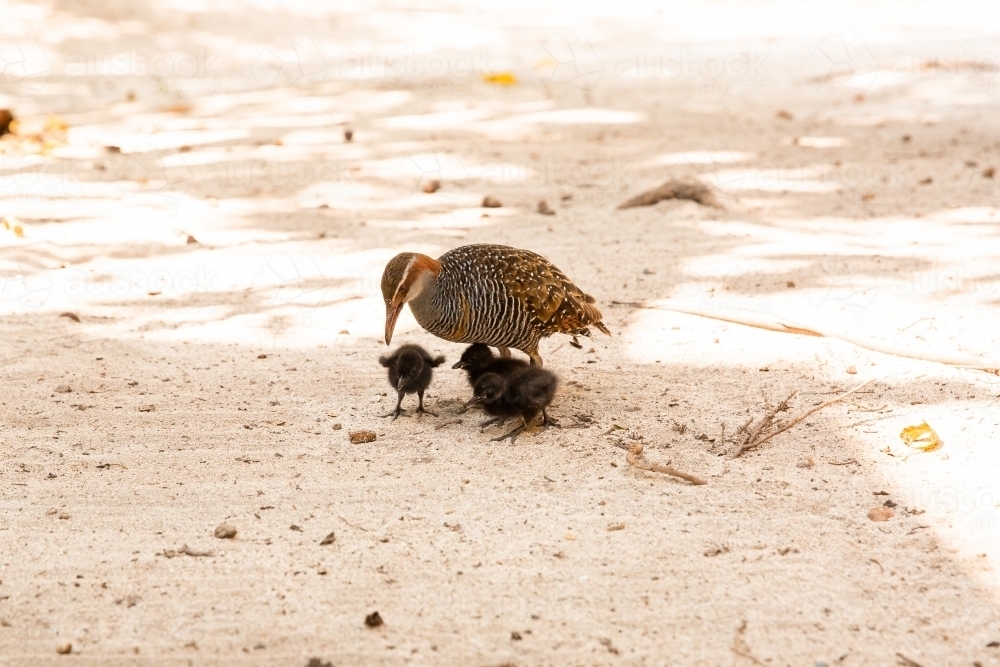 rail bird with chicks on the ground on Heron Island - Australian Stock Image
