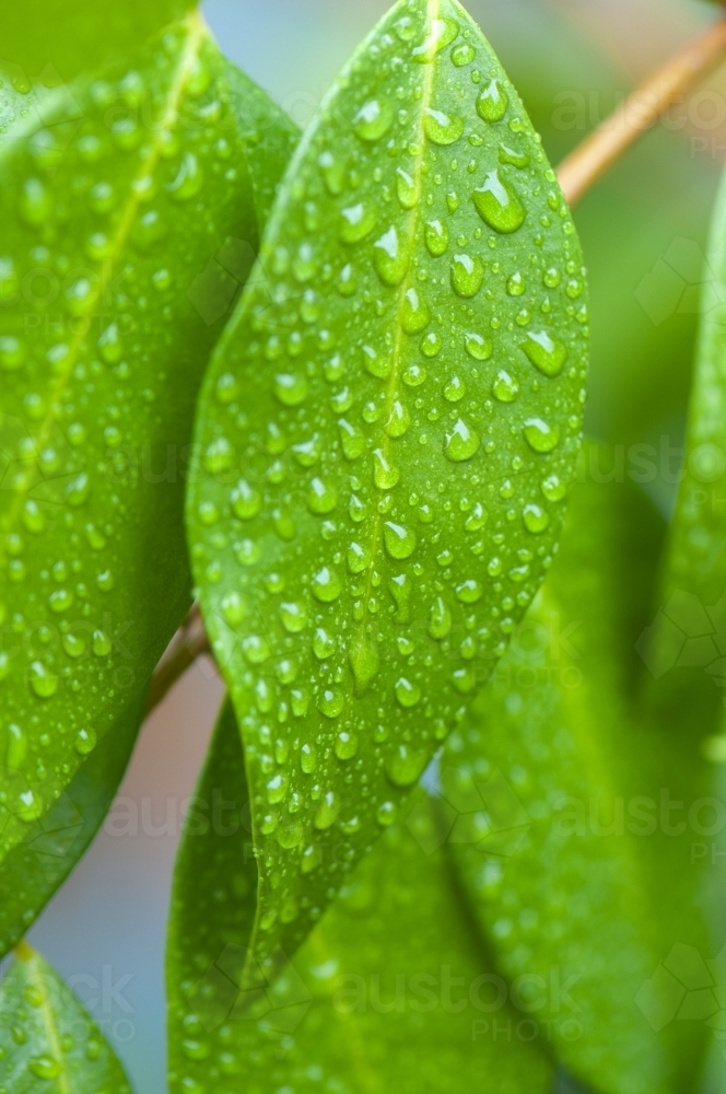 Rain drops on bright green leaves - Australian Stock Image