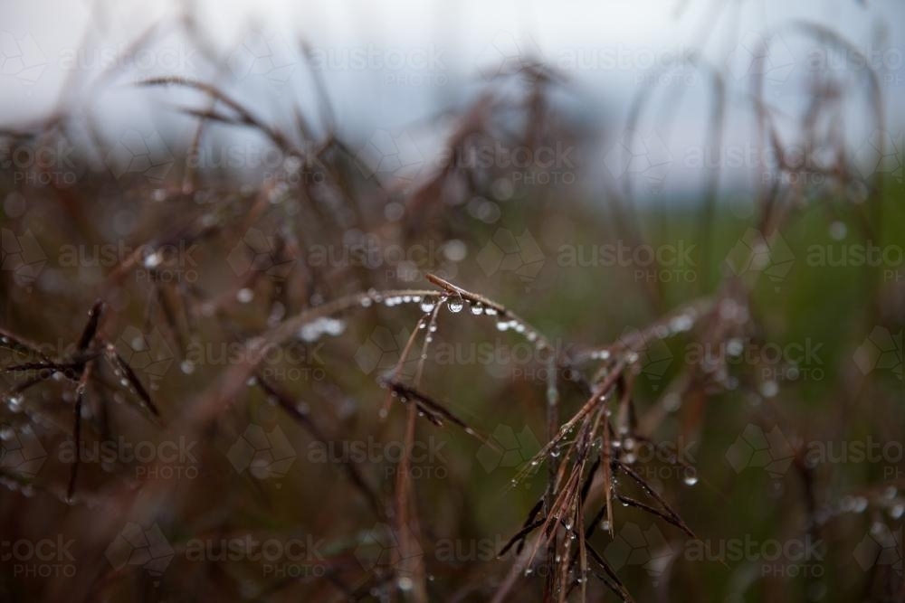 Rain drops on native grass - Australian Stock Image