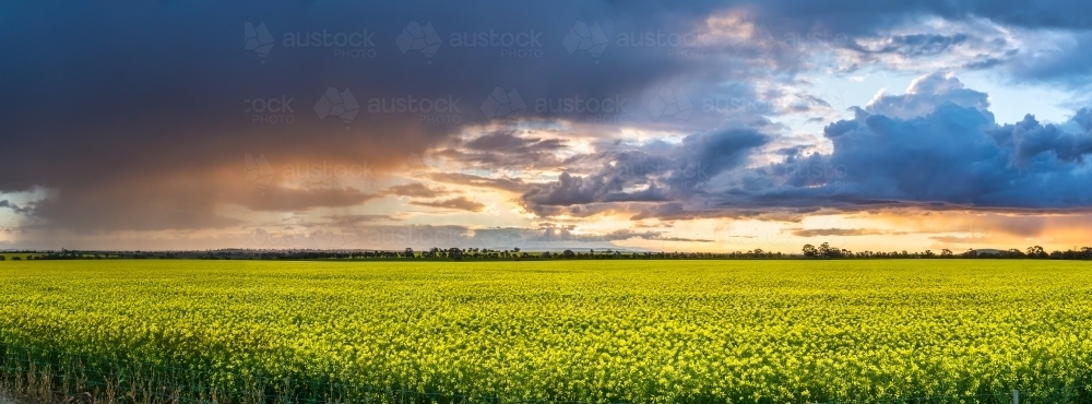 Rain falling from dark clouds over a canola field at sunset - Australian Stock Image