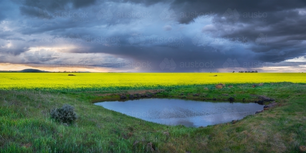 Rain falling from storm clouds over a crop of canola on farmland - Australian Stock Image
