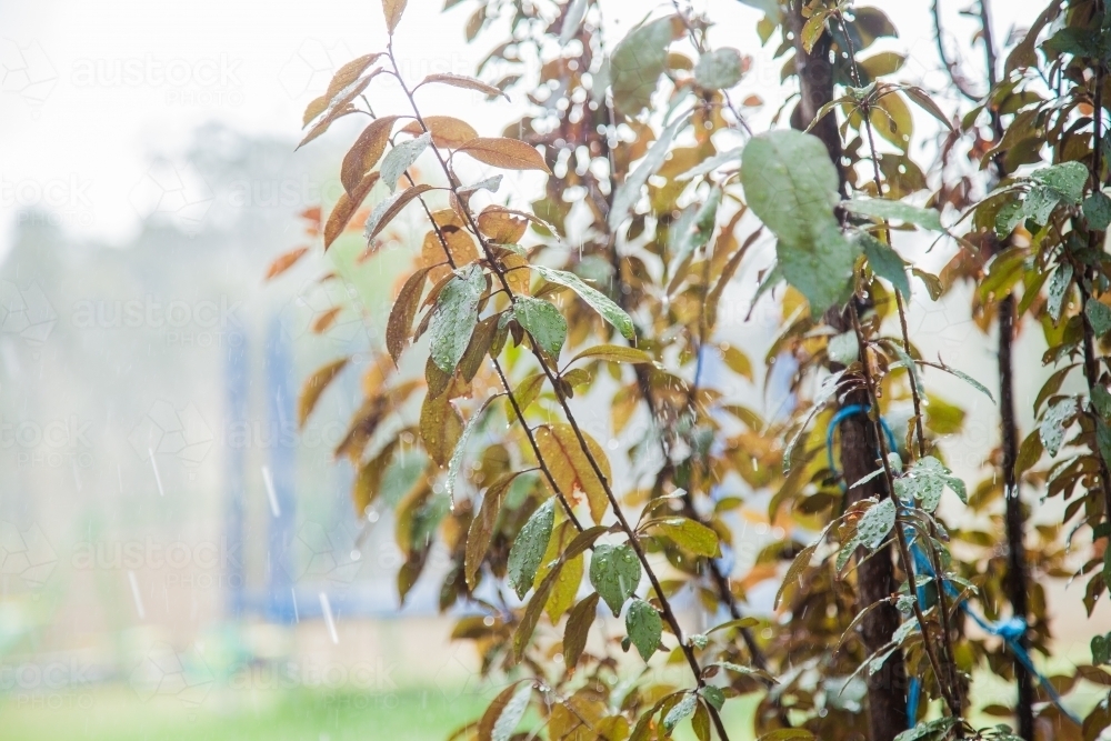 Rain falling on leaves of an ornamental plum tree outside - Australian Stock Image