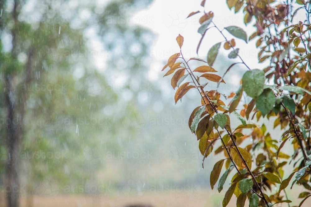 Rain raining on leaves of an ornamental plum tree outside - Australian Stock Image