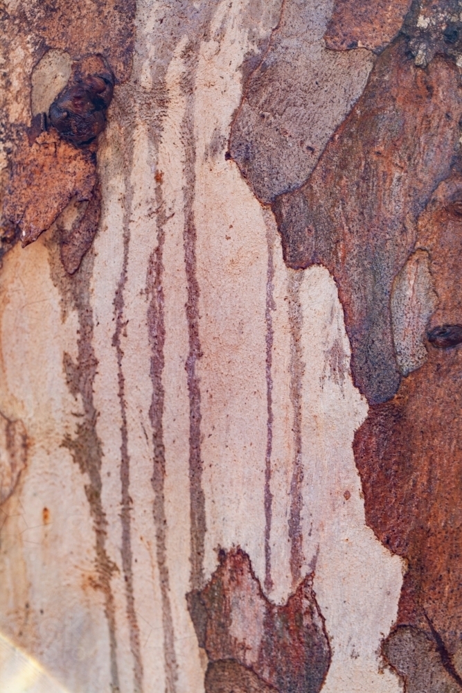 Rain water running down bark of gum tree - Australian Stock Image