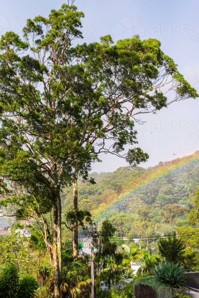 Image of rainbow amongst the gum trees Austockphoto