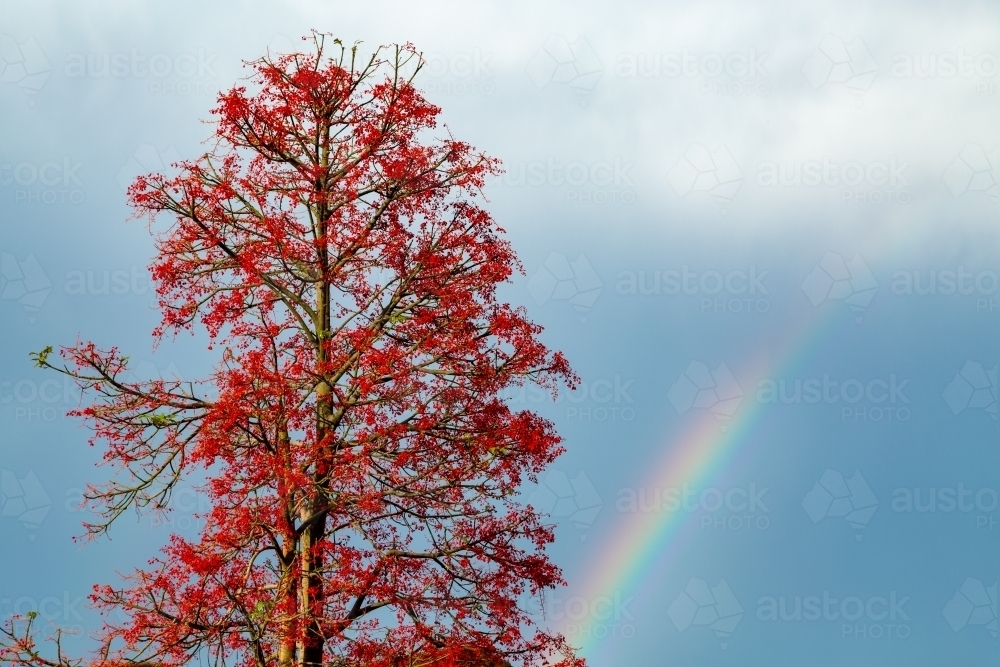 Rainbow and Illawarra Flame Tree. - Australian Stock Image
